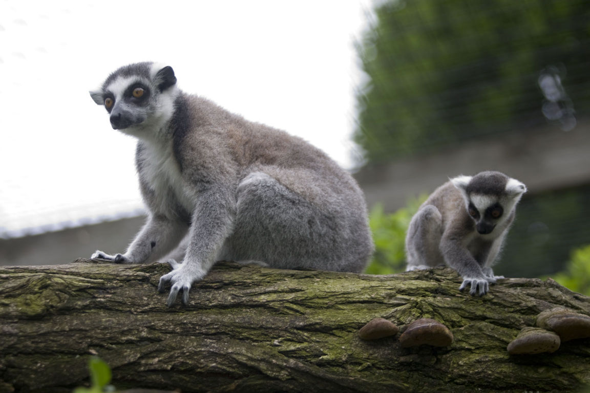 2016: Scovill Zoo Animals